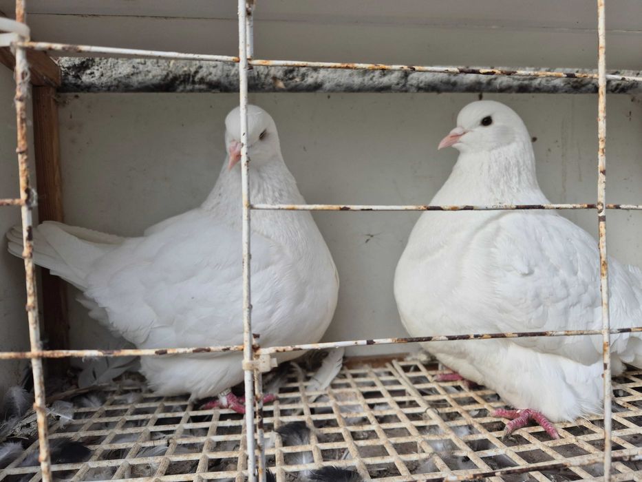 Gołębie mondajny sprzedam para rozpłodowa