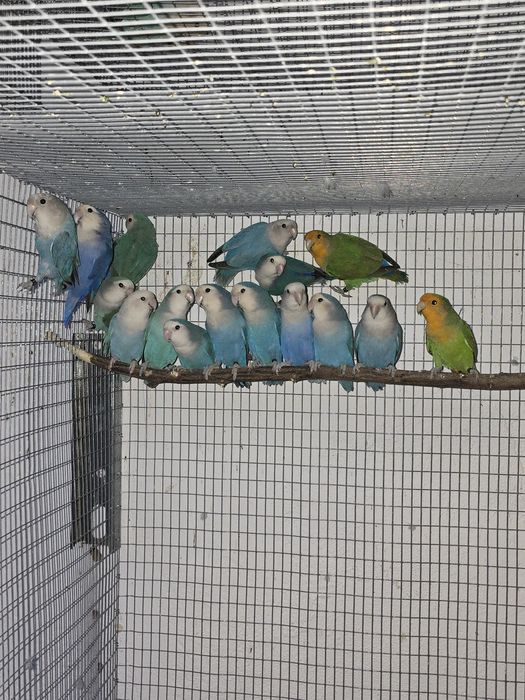 Agapornis Roseicollis Longfeathers