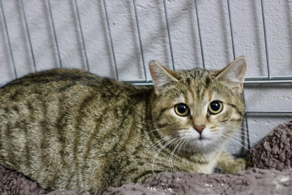 Luna wypatruje człowieka