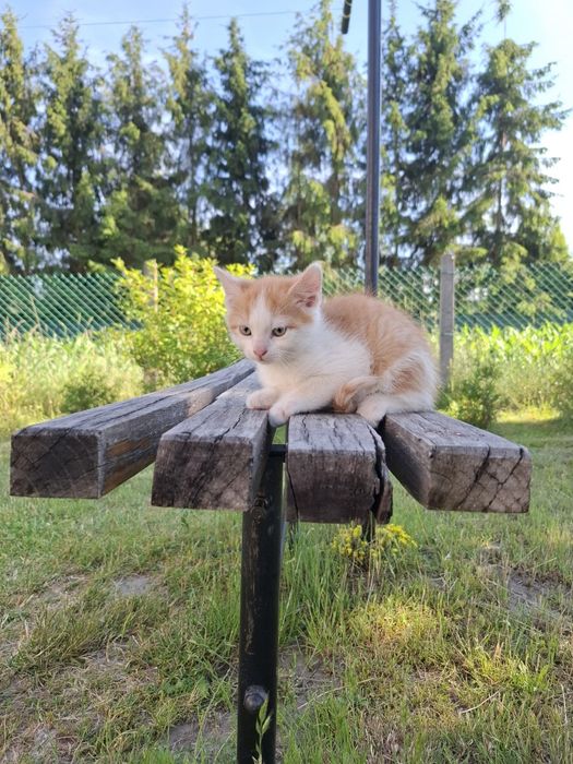 Oddam 2 kotki i kota w DOBRE RĘCE