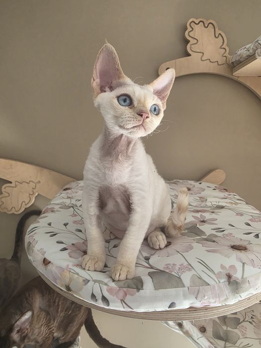 Kocurek  Devon Rex