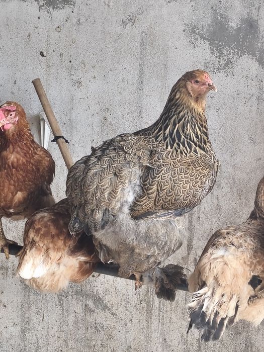 Casal Brahmas a por ovos