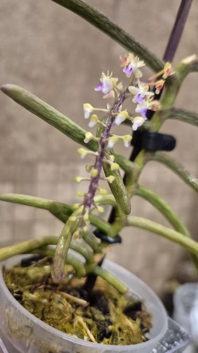 Можевельник Вергинско; Хоста голубая;Cleisostoma Arietinum