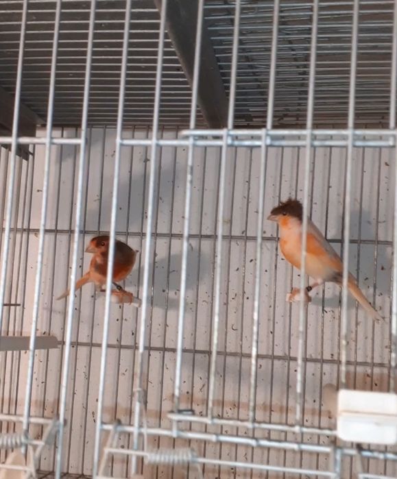 Canários com qualidade