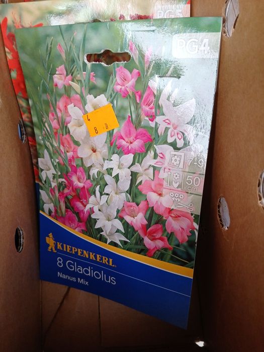 Kwiatki cebulki roślin