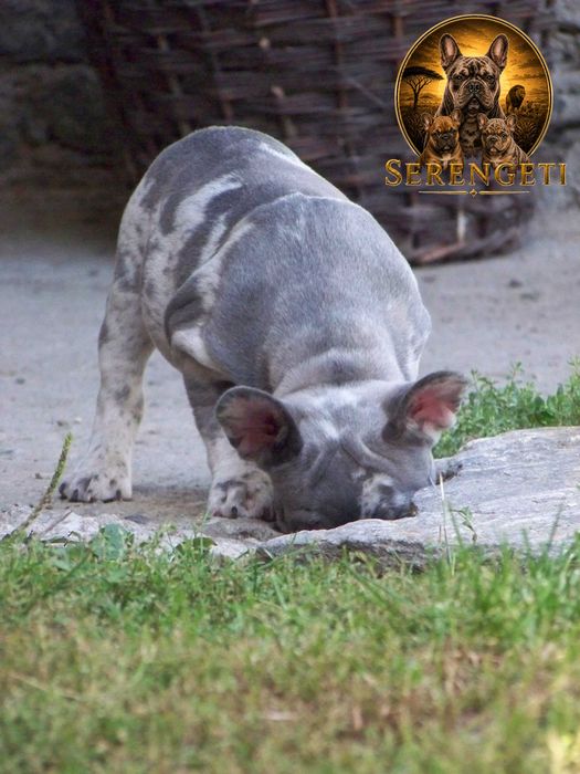 Buldog Francuski - mały.tygrysek