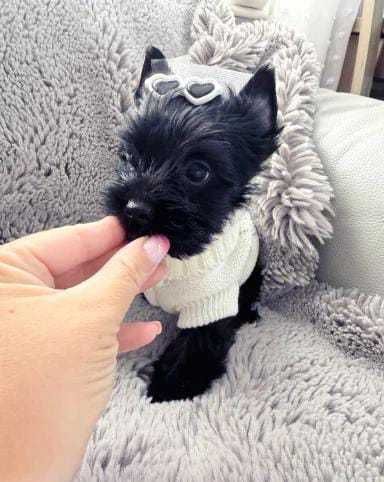 Fêmea Mini Yorkshire Terrier