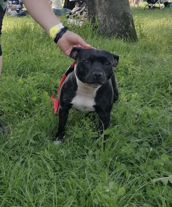 Suczka Staffordshire Bull Terrier do adopcji