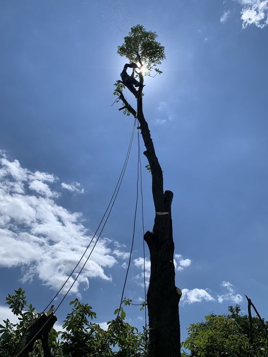 Обрізка, догляд та видалення аварійних дерев