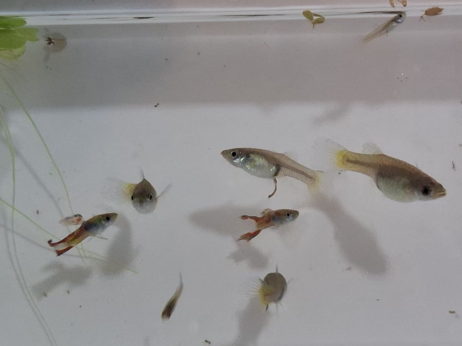 6,00€ 8 guppys 2 machos 4 fêmeas 2 filhotes