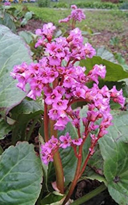 Bergenia ogrodowa 10 sadzonek