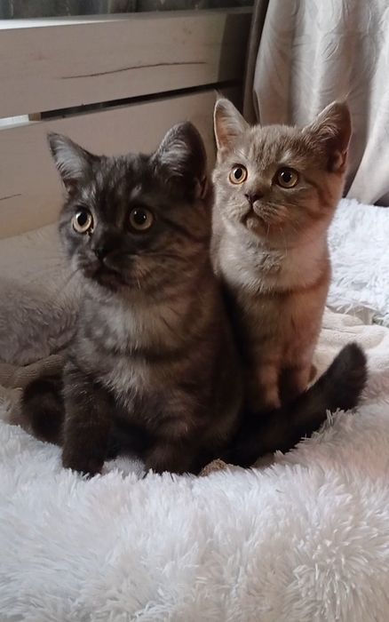 Британські  котики киці страйт
