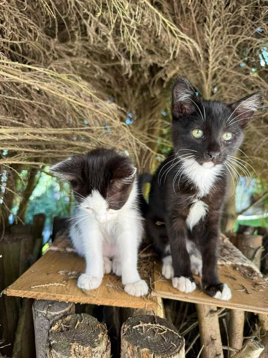 Gatinhos Super Dóceis