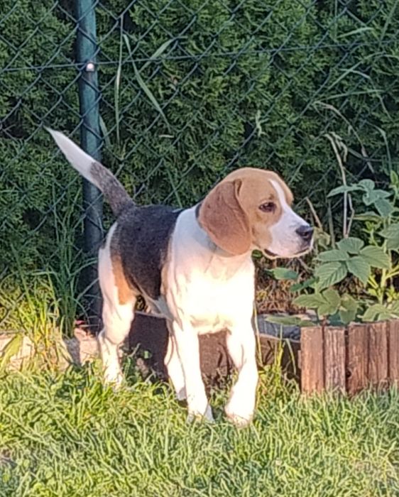Oddam w dobre ręce psa rasy Beagle