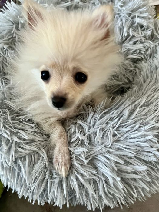 szpic miniaturowy- suczka