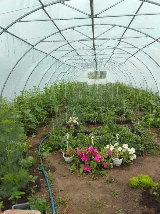 Продається домогосподарство у селі Вільшаниця (Івано-Франківська обл.)