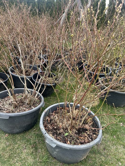 Sprzedam borówki amerykańskie