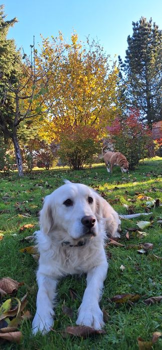 Domowy hotel dla psów  - Polana Asami