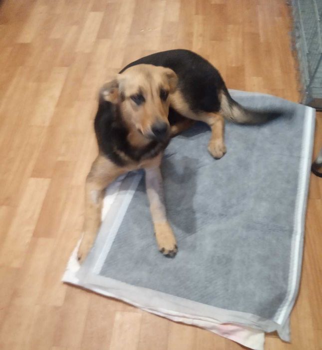 ищет  дом замечательная малышка Зара!