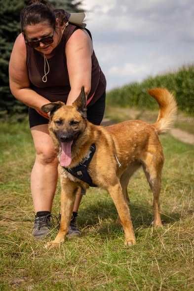 Przyjazny łagodny Logan szuka domku