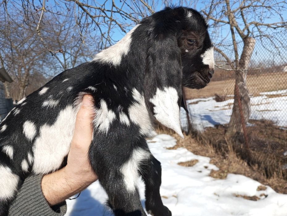 Козенята каморі-нубійські