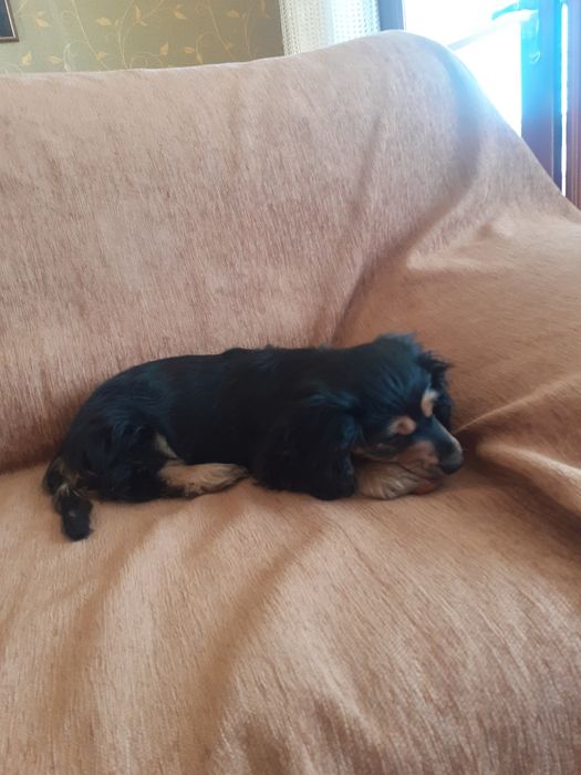 Песик 3 місяці дівч