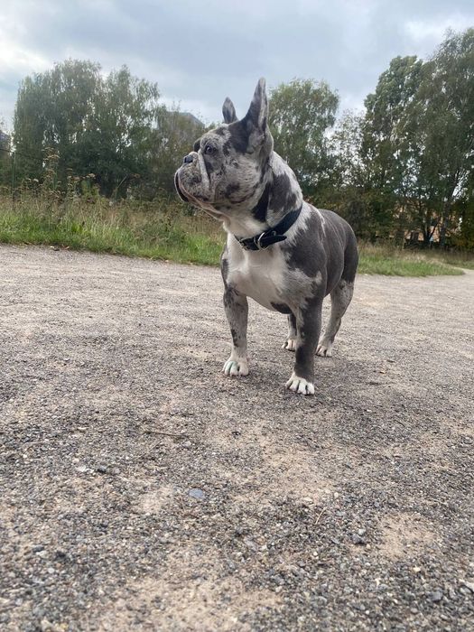 Элитные щенки французского бульдога