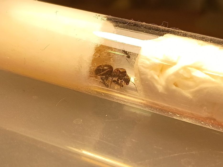 Lasius Niger Q+1-5w