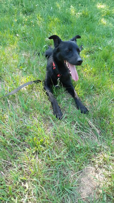 Śliczny młody piesek Charlie do adopcji ze schroniska.