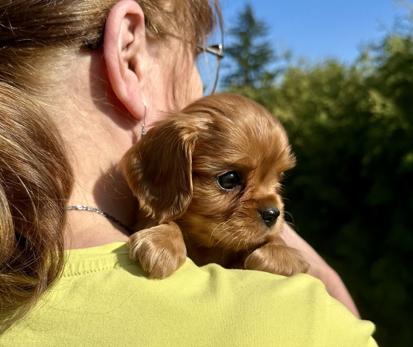 Cavalier King Charles Spaniel- piesek- ZKwP (FCI)
