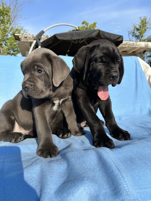 Голубой бриллиант Cane Corso — крупный щенок 2 мес
