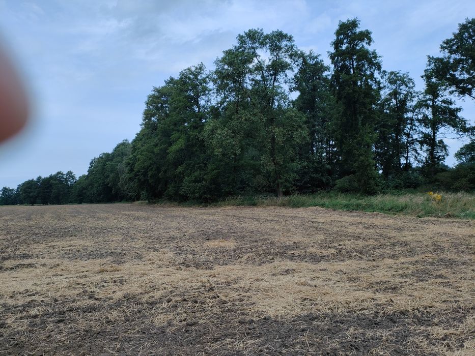 Działka leśna, las