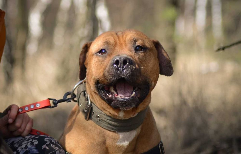 Super pies w typie TTB - Clyde do adopcji