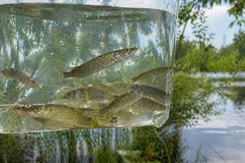 Narybek (rozne rodzaje)