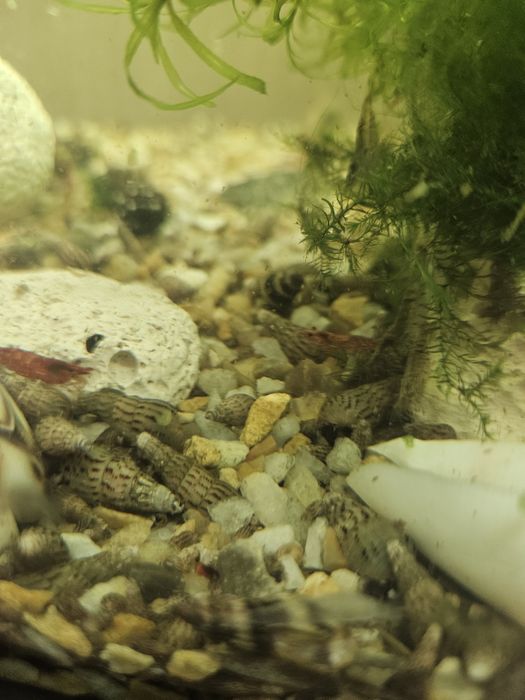 Sprzedam slimaki Świderki