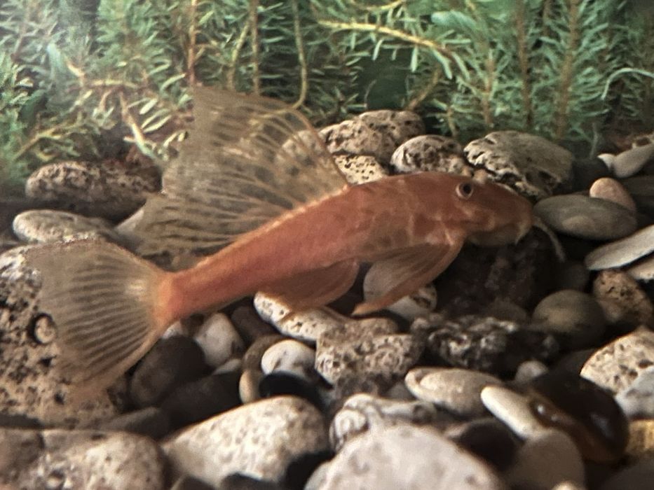 Малек. Сомики Анцытрус супр Ред вуалевый .