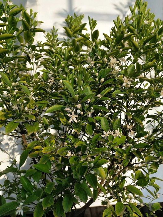 Цитрусове дерево - мандарин (Каламондин)