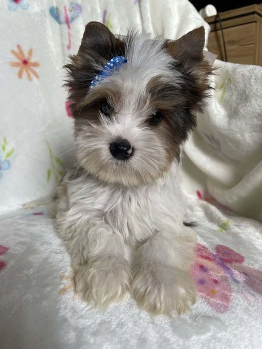 Bluberry Yorkshire terrier piesek biewer  Koks