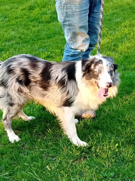 Border collie szczeniak piesek