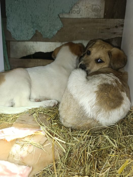 Цуценята з поля 1.5 міс 8 шт