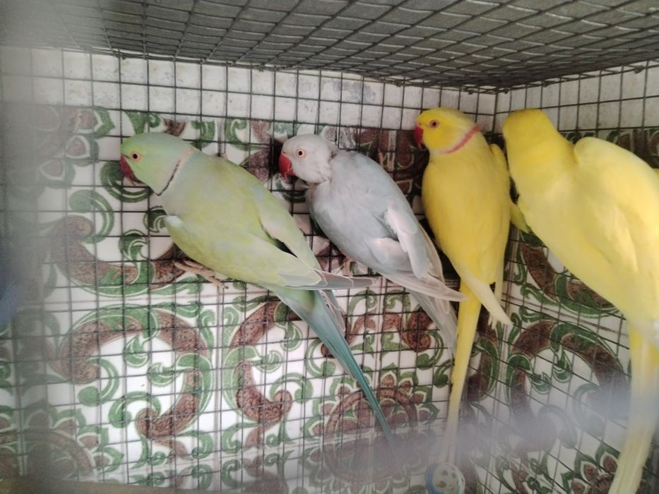 Ring necks adultos