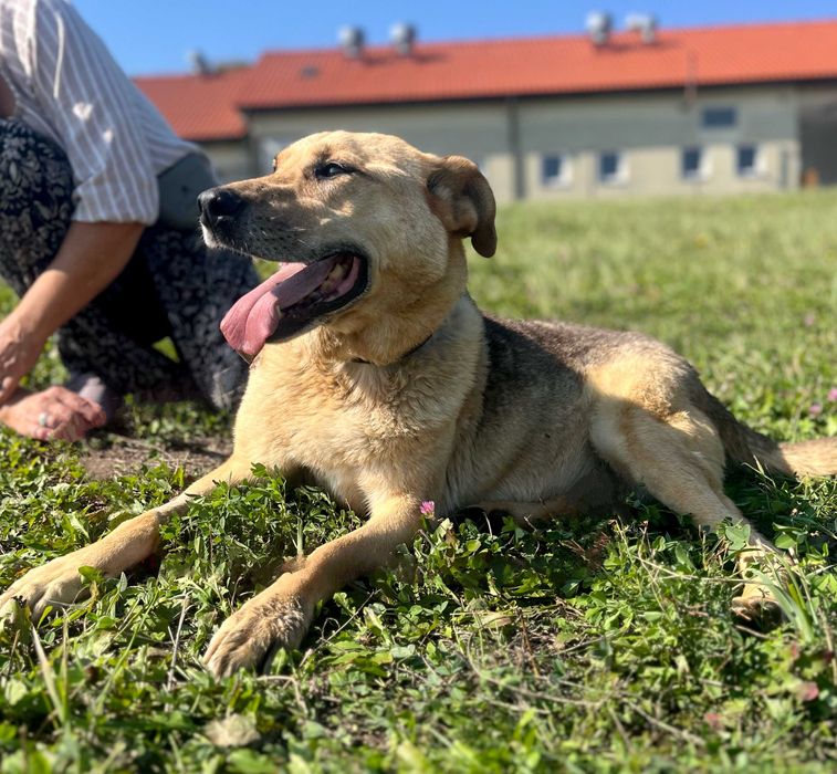 Rex szuka domu, pies do adopcji