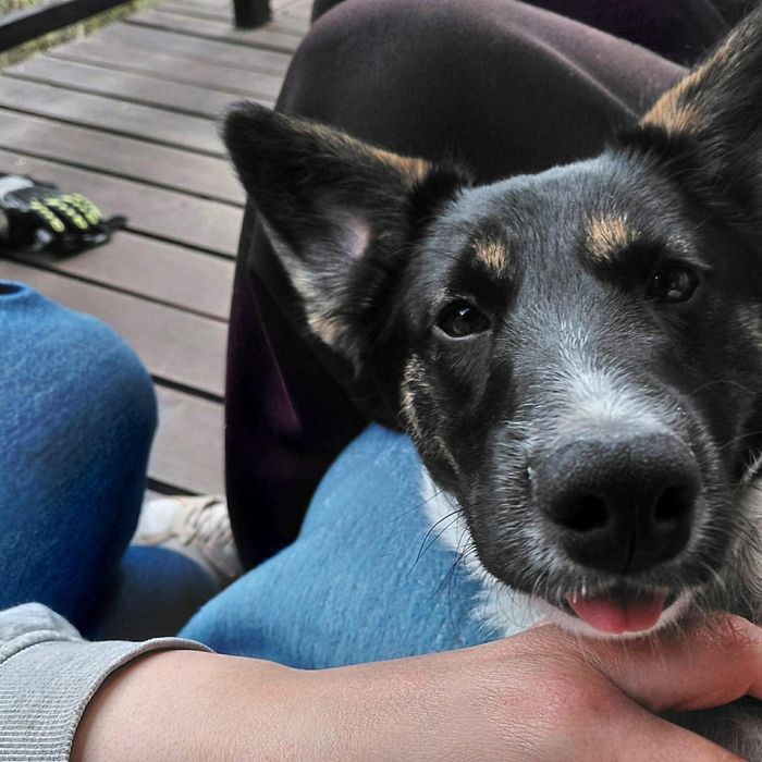 Piekna psina szula swojego pana