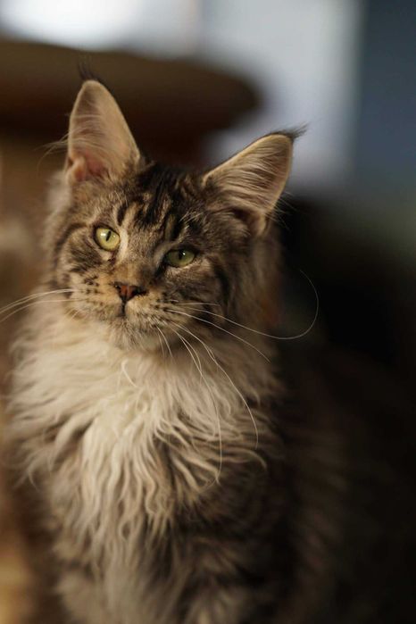 Bon Bon czarny tygrysio pręgowany kocurek Maine Coon