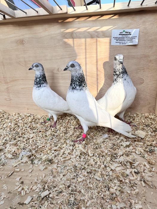 Budapeszty na wianku