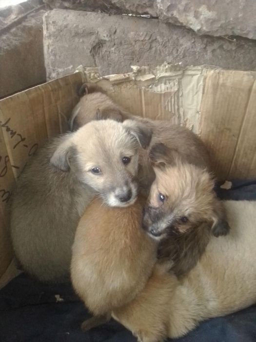 Врятуйте хоч по одному, благаю!