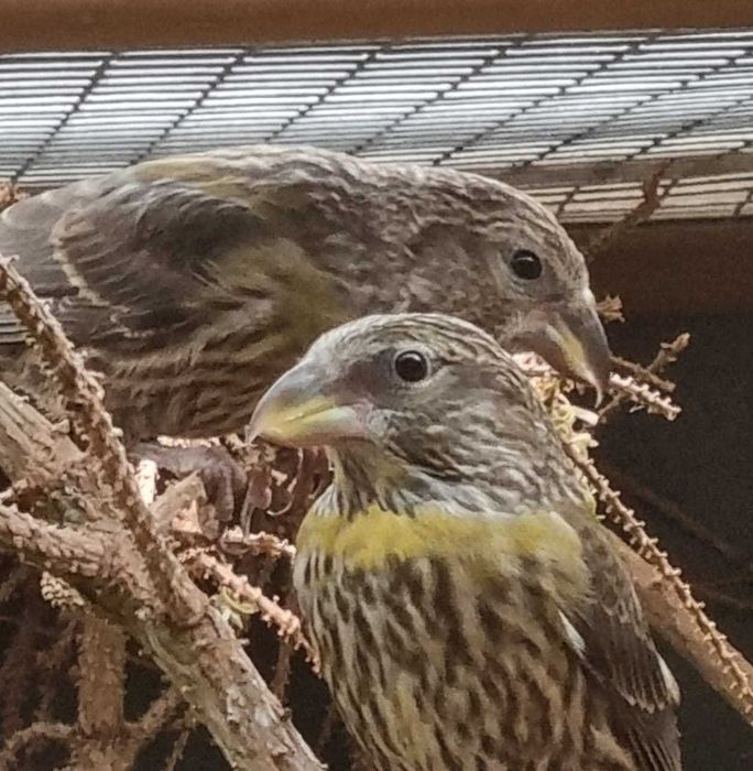 Varias aves de fauna 2025/2026