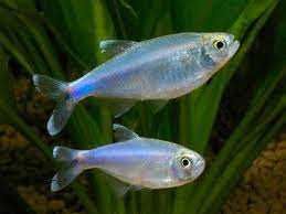 Tetra Azul Sortido