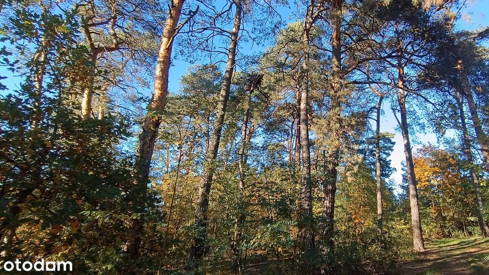 Działka budowlana 2229 m² przy lesie, 8 min od A2 – Dzierzgówek - Więcej