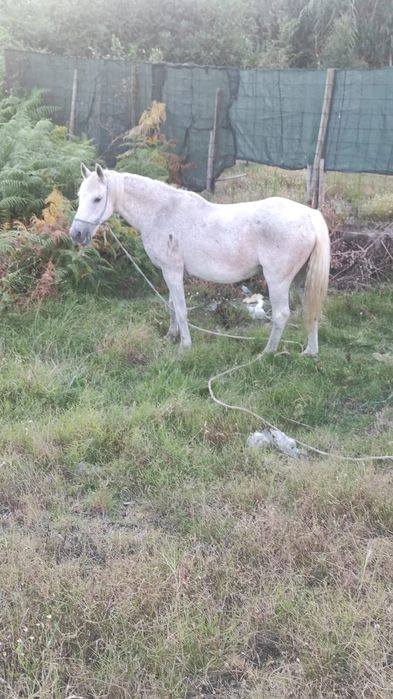 Egua mosqueada 13 anos